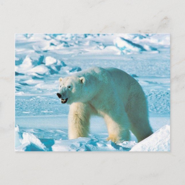 Carte Postale Polar Bear (Devant)