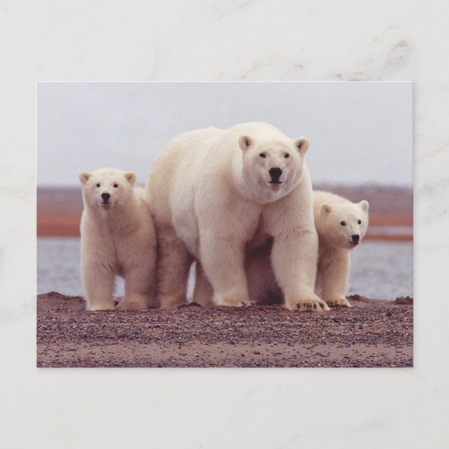 Carte Postale Polar Bear Family Mother and Cubs Photo (Devant)