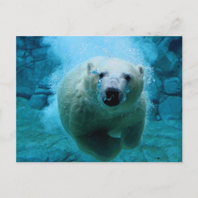 Carte Postale Polar Bear In Water (Devant)