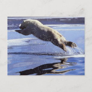 Carte Postale Polar Bear Wildlife Series #13 Postcard
