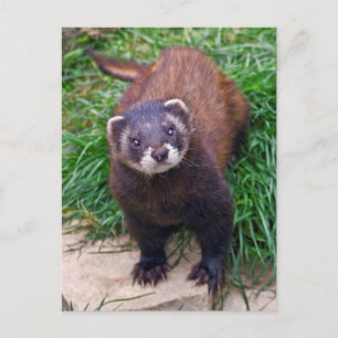 Carte postale Polecat