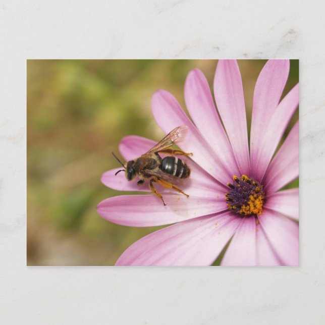 Carte Postale Polène (Devant)