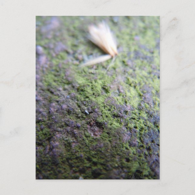 Carte postale - pollen et mousses (Devant)