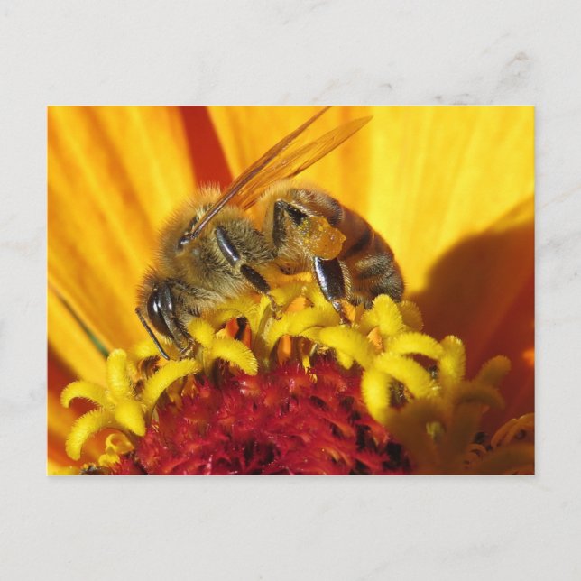 Carte Postale Pollinisation des abeilles (Devant)