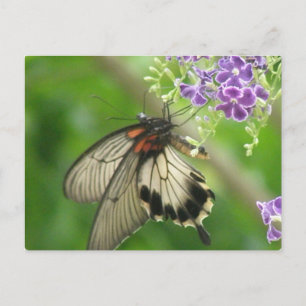 Carte postale Pollinisation papillon