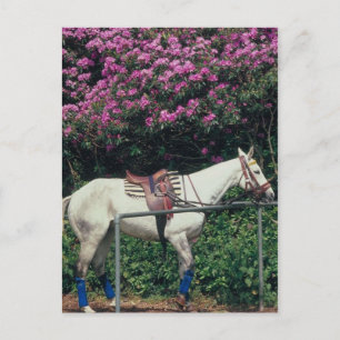 Carte Postale Polo Pony attend Chukker