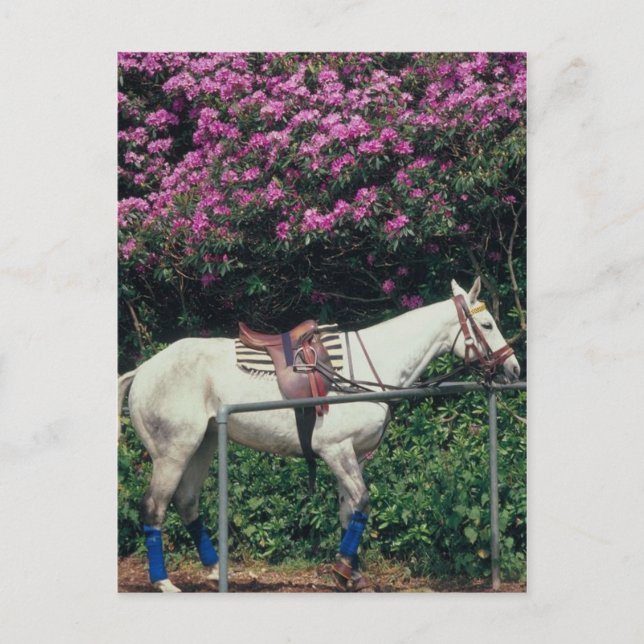 Carte Postale Polo Pony attend Chukker (Devant)