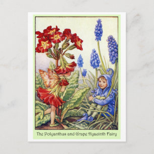 Carte Postale Polyanthus and Grape Hyacinth Fairy