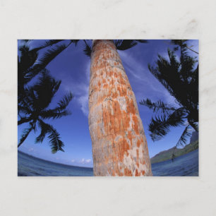 Carte Postale Polynésie française, Bora Bora, Palmiers