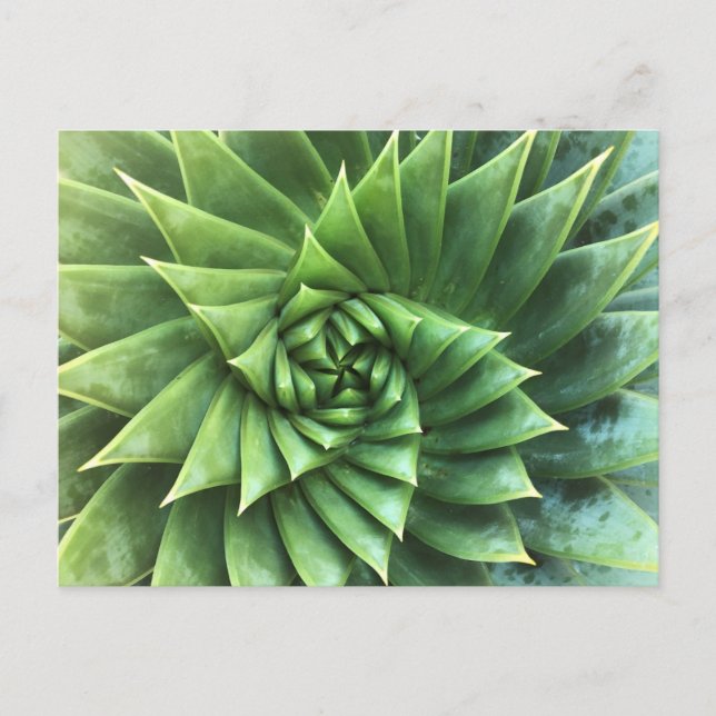 Carte Postale Polyphylla d'Aloe Verte (Devant)