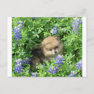 Carte Postale Pom Pup En Bonnets Bleus