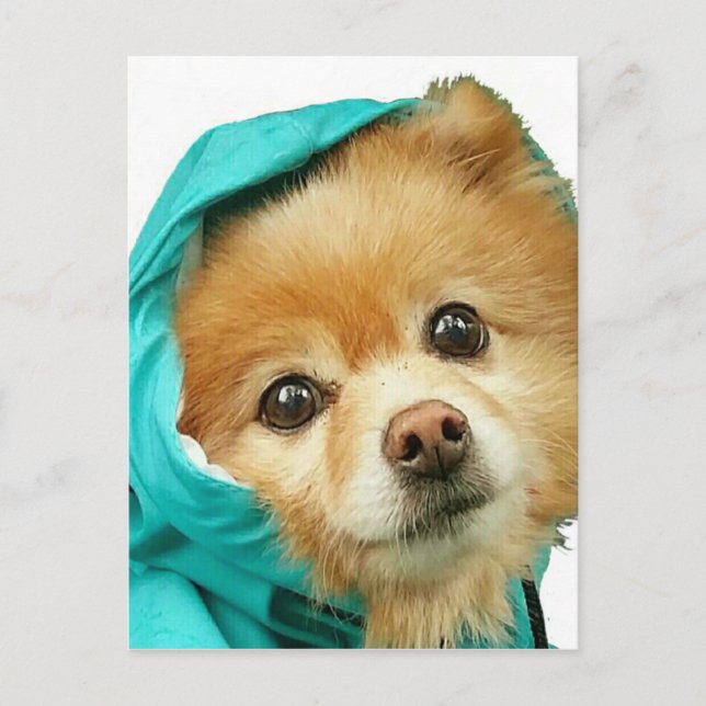 Carte Postale Pom Raincoat (Devant)