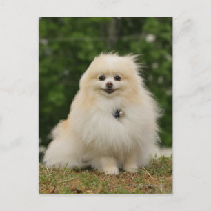 Carte Postale Pomeranian assis