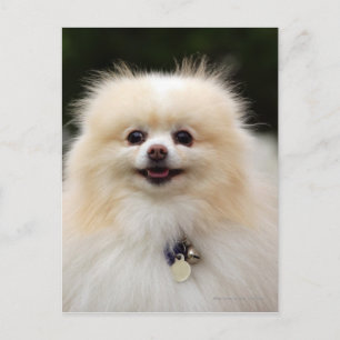 Carte Postale Pomeranian Headshot 1