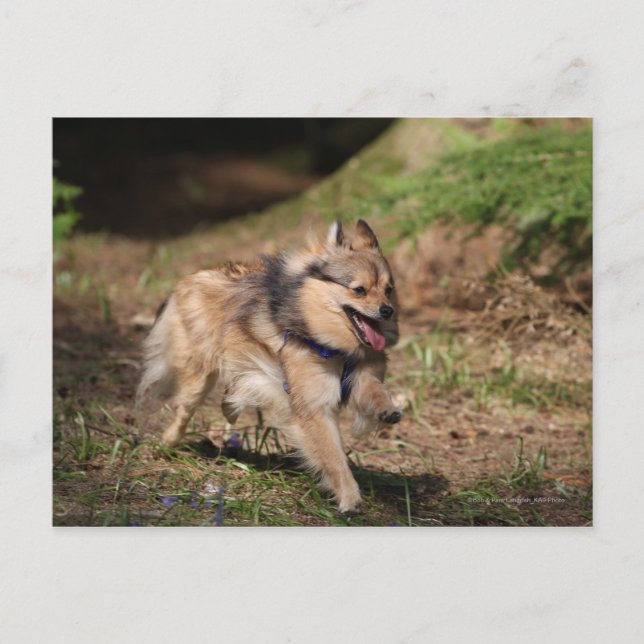 Carte Postale Pomeranian Running with Harness on (Devant)