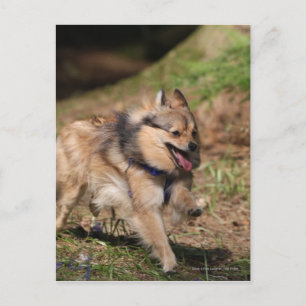 Carte Postale Pomeranian Running with Harness on