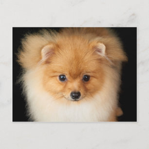 Carte Postale Pomeranian spitz