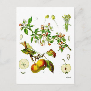 Carte Postale Pomme
