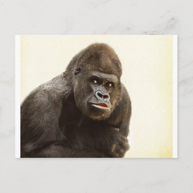 Carte Postale Pomme de Gorille (Devant)