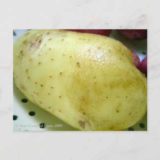 Carte Postale Pomme de terre Yukon Gold