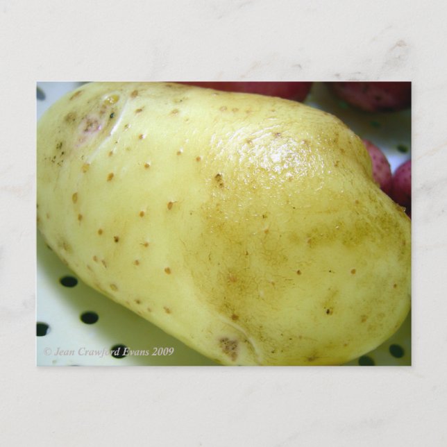 Carte Postale Pomme de terre Yukon Gold (Devant)