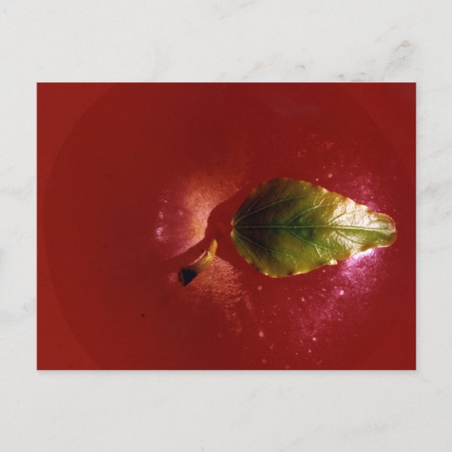 Carte Postale Pomme rouge (Devant)