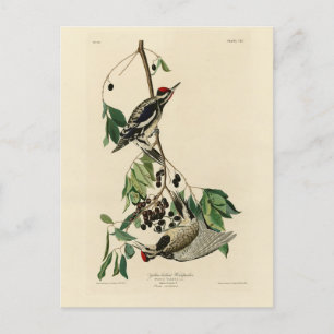 Carte Postale Pommeau à ventre jaune, Audubon Birds of America