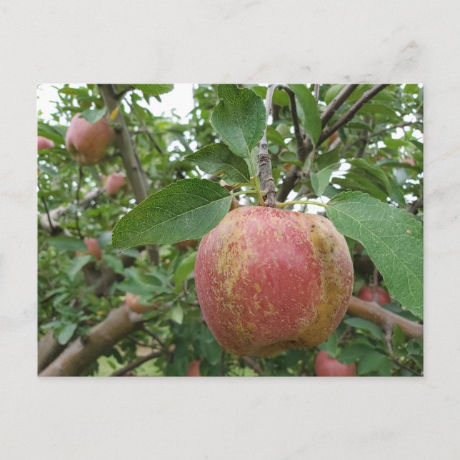 Carte Postale Pommerie d'automne (Devant)