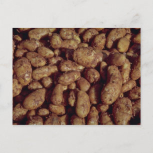 Carte Postale Pommes de terre