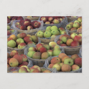 Carte Postale Pommes Macintosh d'État de New York dans des panie