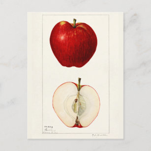Carte Postale Pommes (Malus Domestica) Peinture à l'aquarelle au