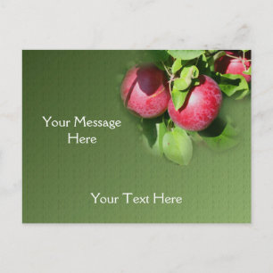 Carte Postale Pommes Red McIntosh Sur La Nature De L'Arbre