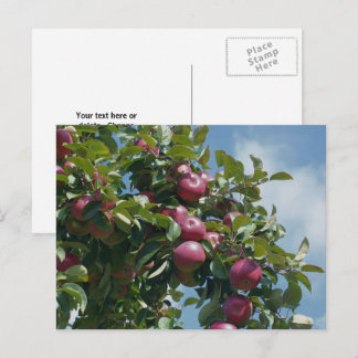 Carte Postale Pommes Sur L'arbre Nature Personnalisé