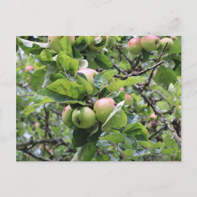 Carte Postale Pommes vertes dans l'arbre (Devant)