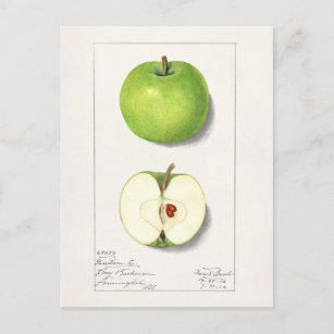 Carte Postale Pommes vertes (Malus Domestica) Peinture aux fruit