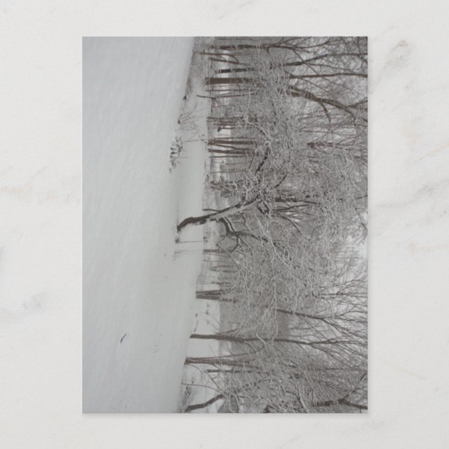 Carte Postale Pommier en hiver (Devant)