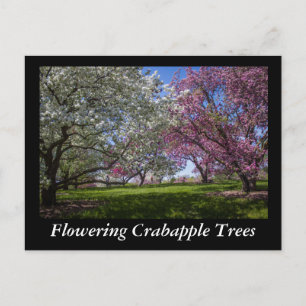 Carte Postale Pommiers à fleurs