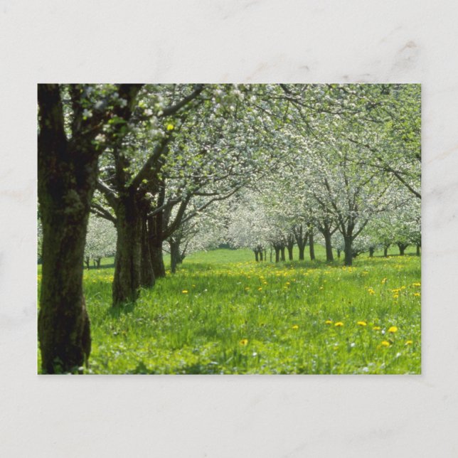 Carte Postale Pommiers blancs dans les fleurs printanières (Devant)