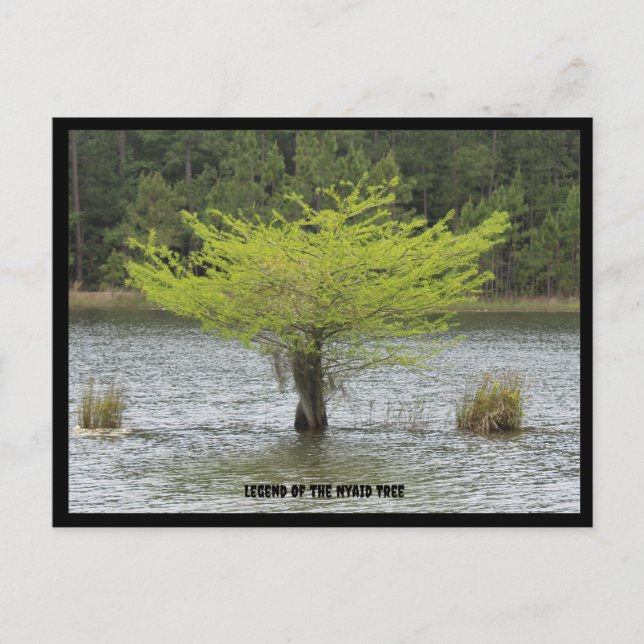 Carte postale Pond Cypress Legend (Devant)