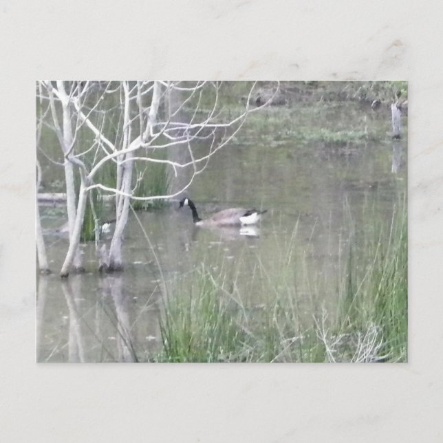 Carte Postale Pond Goose (Devant)