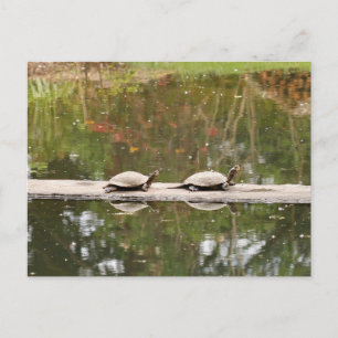 Carte postale Pond Turtle