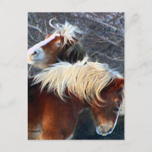 Carte Postale poney
