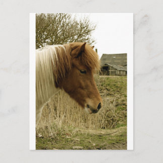 Carte Postale poney