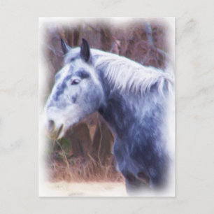 Carte Postale poney