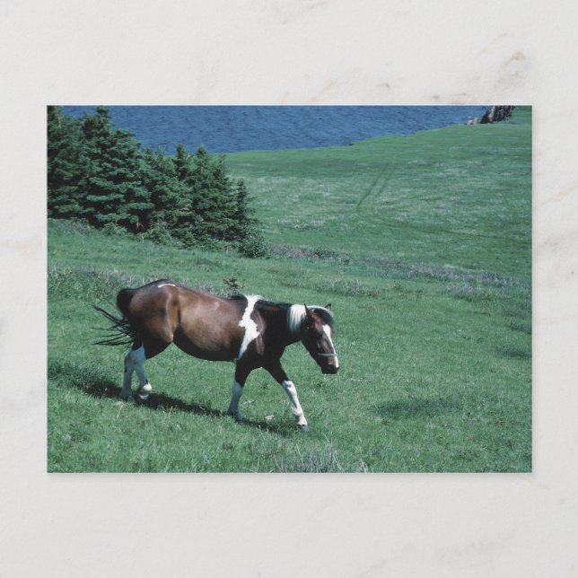 Carte Postale Poney dans les pâturages (Devant)
