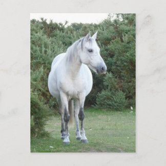 Carte Postale poney de la nouvelle forêt