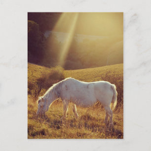 Carte Postale Poney en pâture