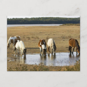 Carte Postale Poney sauvage
