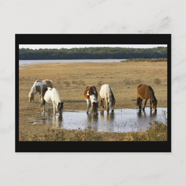 Carte Postale Poney sauvage (Devant)