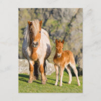 Poney Shetland dans un pâturage près de hautes fal